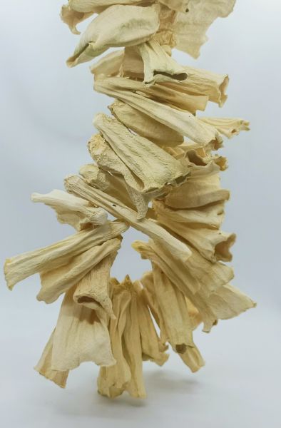 Dolmalık Kuru Kabak 1 Bağ 50 Adet - 2