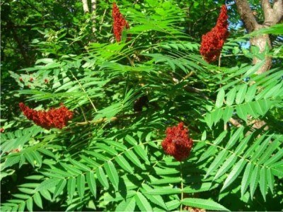 Sumac Sour Powder (250 gr) - 3