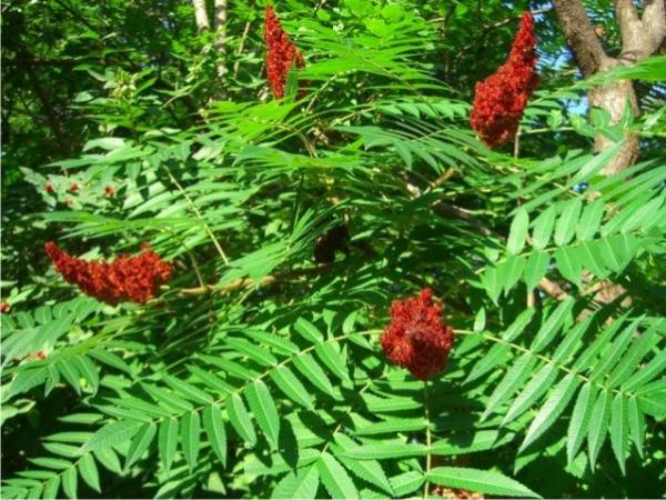 Sumac Sour Powder (250 gr) - 3